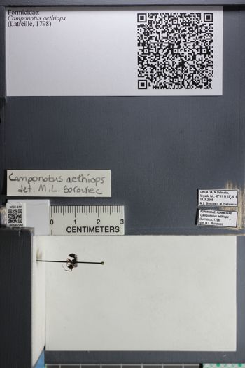 Media type: image;   Entomology 586580